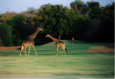 Golf Tour