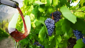 South Africa Wine