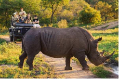 Safari